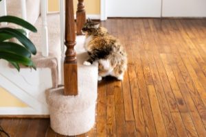 Treppen mit Teppichbelag in einem Privathaus